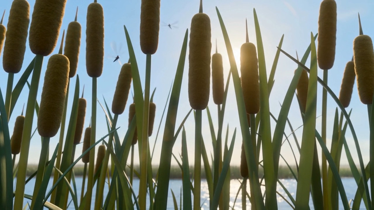 Green reeds standing in clear water