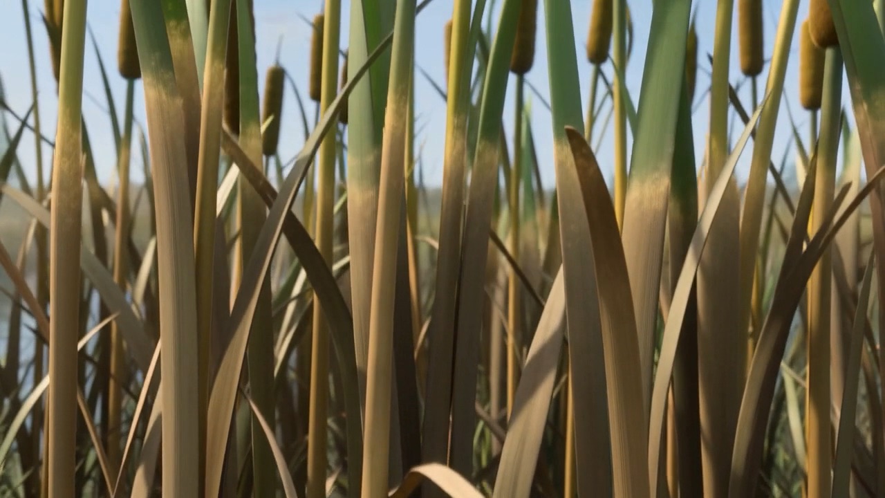 The same reeds, brown, on cracked mud