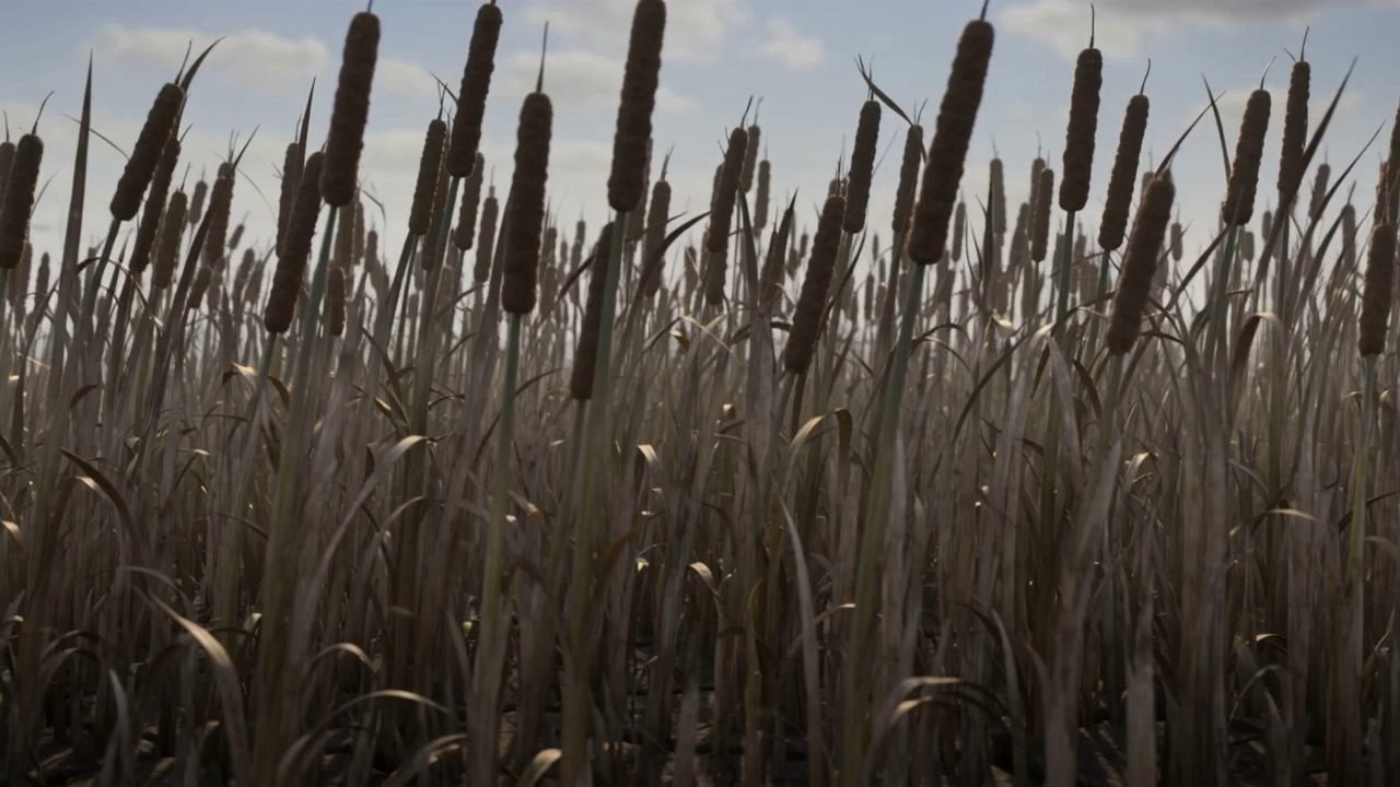 Dead stems in a dry bed