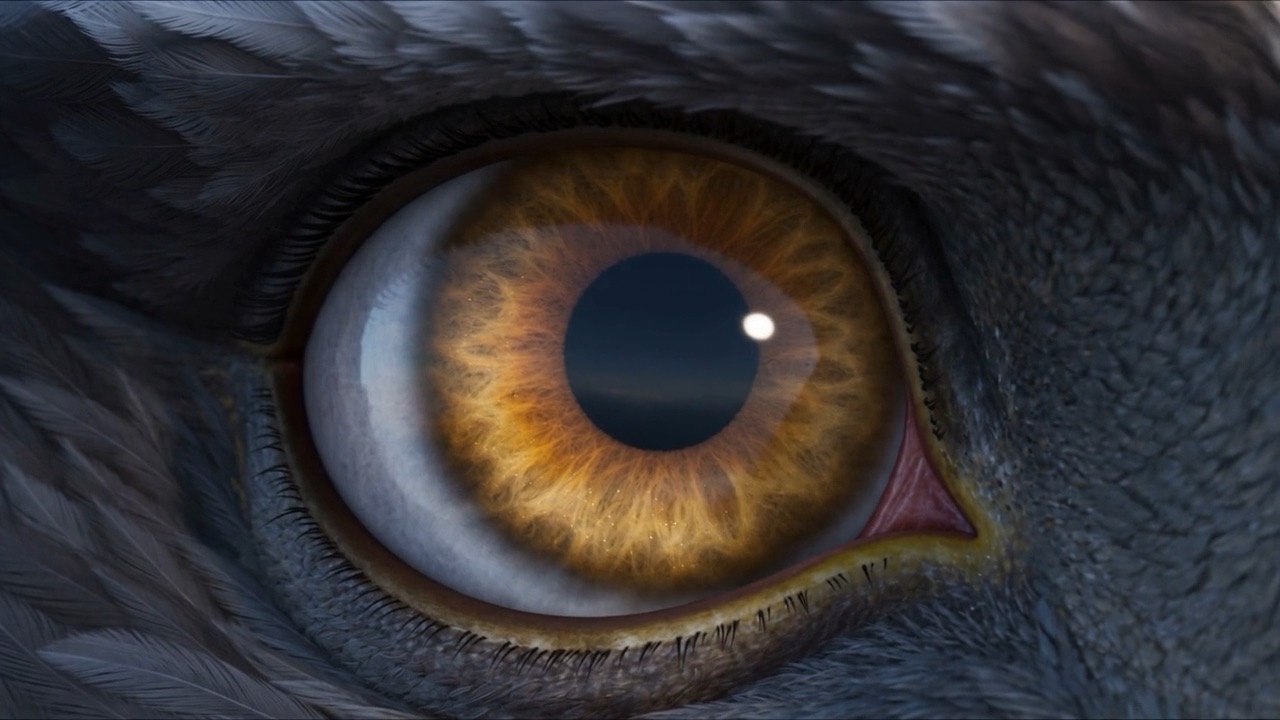 Its eye, close — gold and black