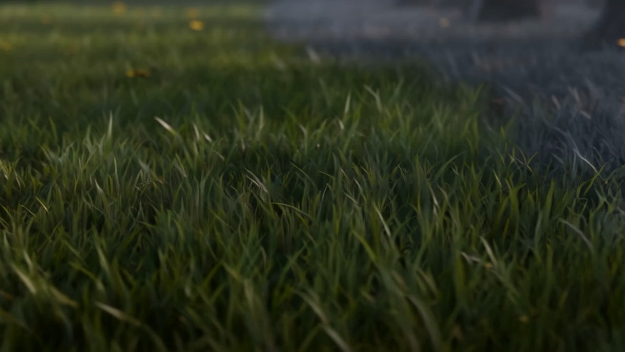 Below the trees, the grass goes gray in one travelling wave